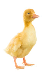 Little yellow duckling