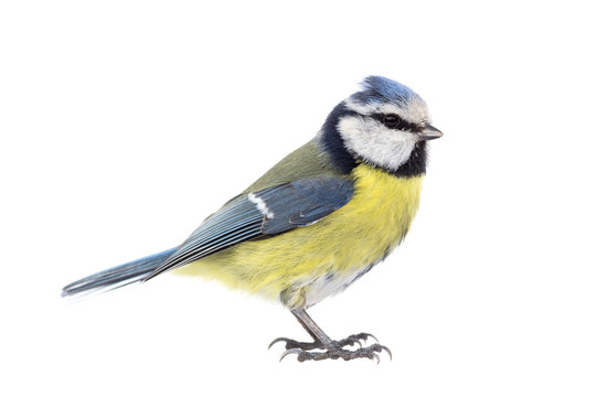 Blue tit on white background seen from the side