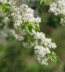 Цветущая ветка черёмухи