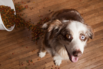 Naughty Dog