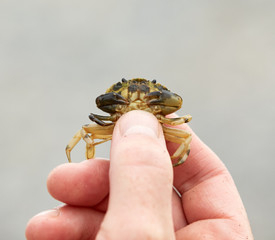 Hand holding a small crab