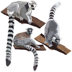Lemurs - obrazy, fototapety, plakaty