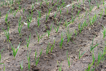 Planting garlic