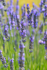 Lavender field