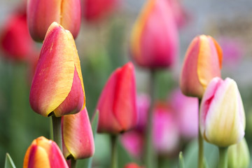 tulipes colorées beau fond de printemps