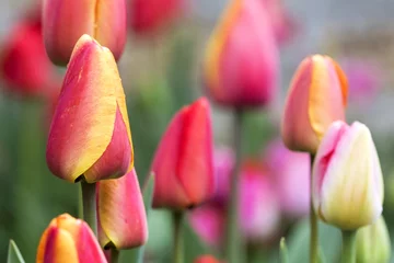 Poster de jardin Tulipe tulipes colorées beau fond de printemps