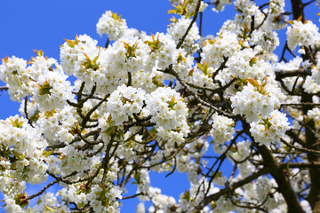 Kirschblüte (Cherry blossom) in Wiesbaden-Frauenstein