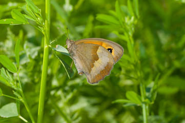 Meadow brown butterfly in summer grass