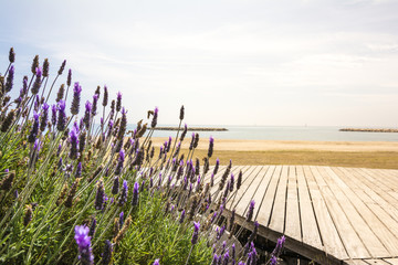 Fototapeta premium Lavender and Mediterranean sea
