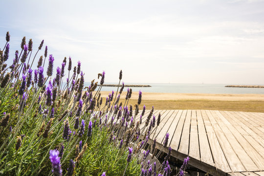 Fototapeta Lavender and Mediterranean sea