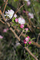 Fleur de prunus