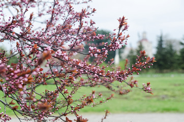 Beautiful flowering Japanese cherry - Sakura.