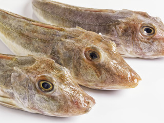 Tre gallinelle di mare su sfondo bianco