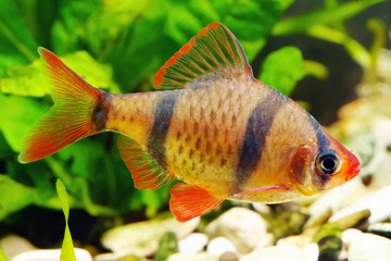 Tiger barb or Sumatra barb fish