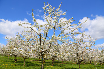 Fototapeta premium Kirschblüte (Cherry blossom) in Wiesbaden-Frauenstein