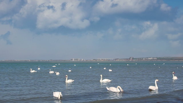 swans in the sea in clody day