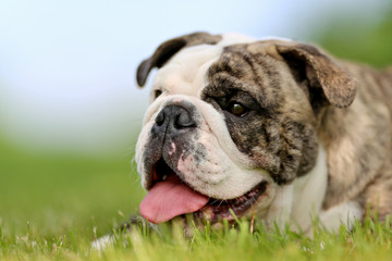 Fototapeta premium Close-up of purebred bulldog