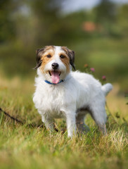 Pedigree Jack Russell Terrier dog