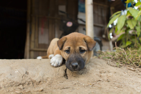 the tribe dog