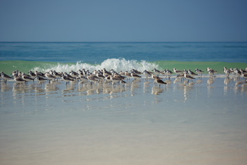 Sandpiper flock at a winter Florida seashore
