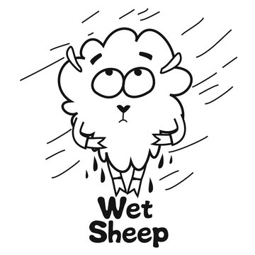 Wet sheep