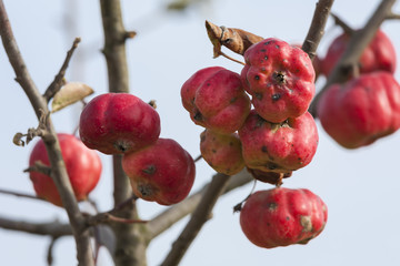 Branch of apple with red apples.