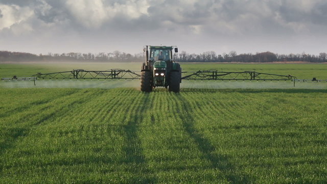 blue tractor sprinkles the wheat field with chemicals