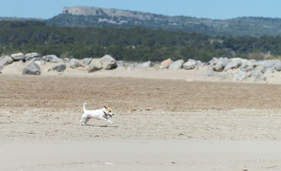 Chien courant sur la plage