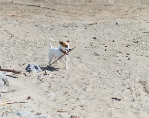 Chien jouant sur la plage