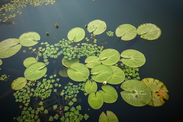 Peaceful place at the pond