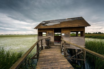 Obraz premium Wooden path trough the reed