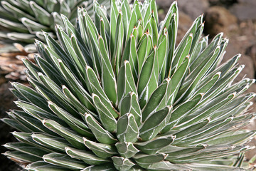 Naklejka na ściany i meble Agave victoria-reginae