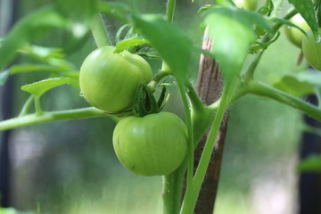 Unripe tomatoes