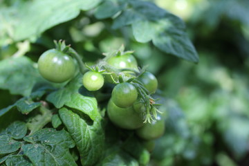 Unripe tomatoes