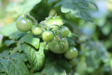 Unripe tomatoes