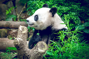 Fototapeta premium Giant panda