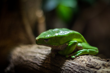 Europäischer laubfrosch