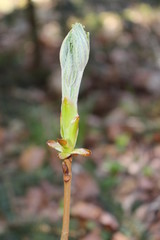 baum blätter knospe