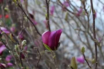 Magnolienknospen