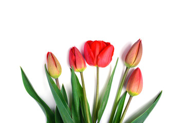 bunch of red tulips bouquet isolated on white background