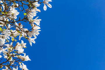 Magnolienblüten vor blauem Himmel