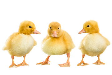 Yellow ducklings