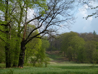 Obraz premium Park Mużakowski