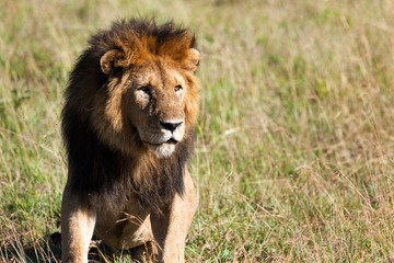 Lion in the savanna of Africa