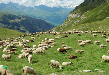 Naklejka premium Troupeau de moutons