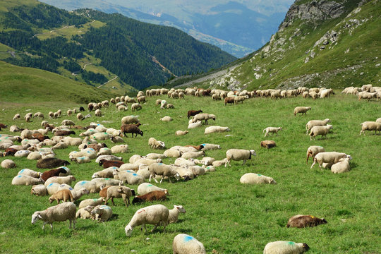 Troupeau de moutons