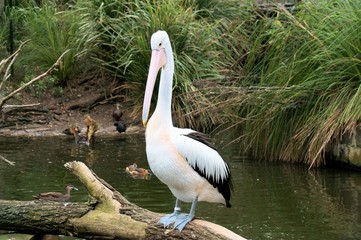 Pelican at Taronga Zoo, Sydney.