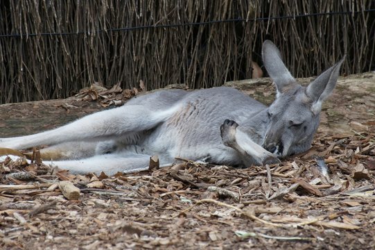 Kangaroo at Sydney Taronga Zoo.