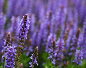 The field full of bright purple lavender flowers