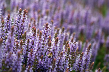 The field full of bright purple lavender flowers